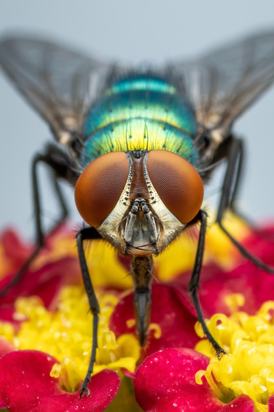 Life of the Fruitfly