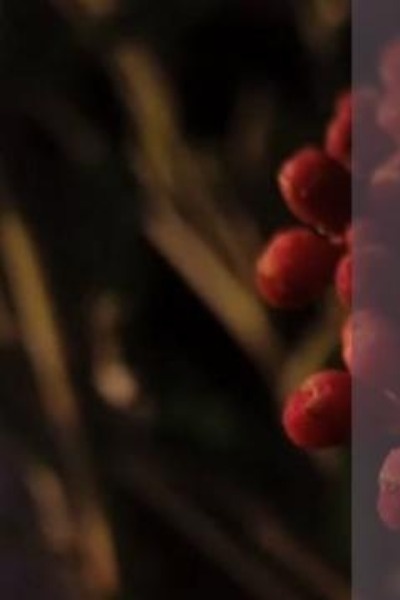 Chaos, Coffee & Cupid