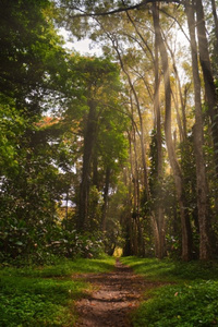 The Battle Mage (litRPG progressive fantasy)