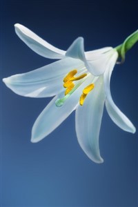 Lily Bouquet - A Girls Love Anthology