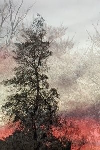 The Pride that Prevails Destiny