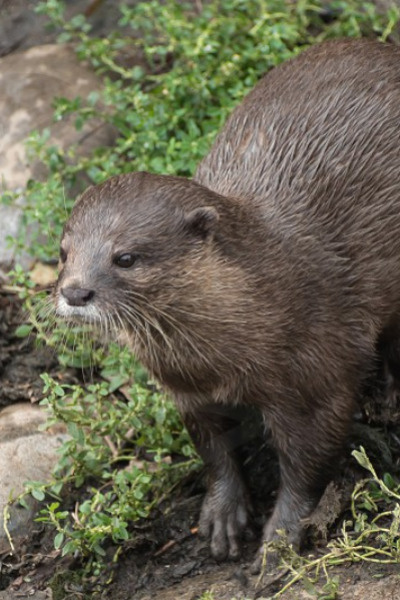 Diary-ish of a random depressed dude