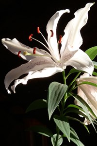 Dating Trials of a Vampire Queen