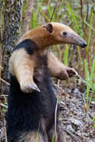 Tamandua Time! [Anteater Monster Evolution Isekai LitRPG]