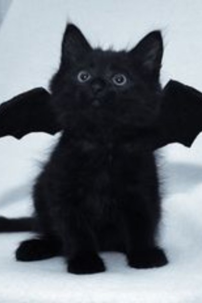 Whiskers to Wings: The Dragon-Cat's Time Loop